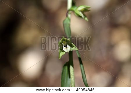 Flowers of a Violet Helleborine (Epipactis purpurata) a wild orchid from Europe.