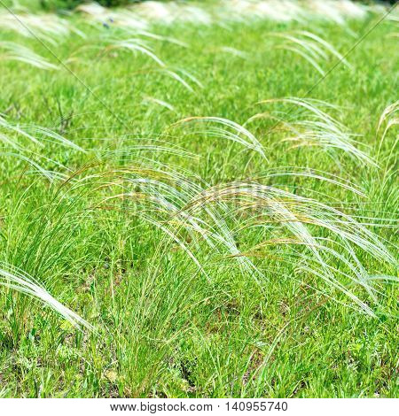 Field Of Feather Grass