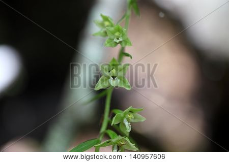 Flowers of a Violet Helleborine (Epipactis purpurata) a wild orchid from Europe.