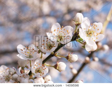 Ramoscello con i fiori In primavera