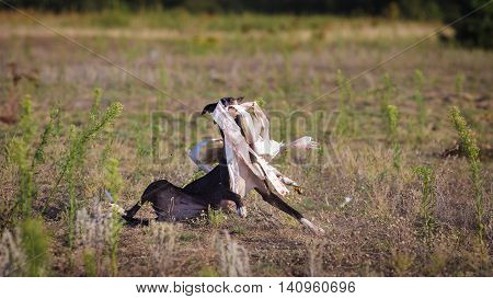 Coursing. Whippet Dog Catches The Bait