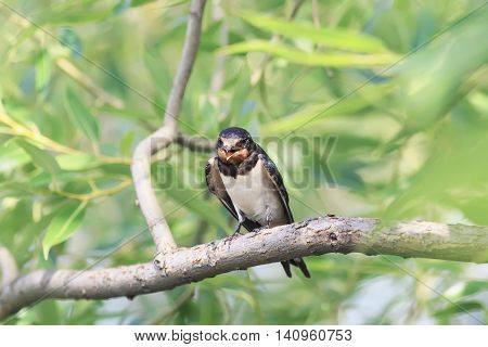 black chick swallows sitting among the green branches on a Sunny day