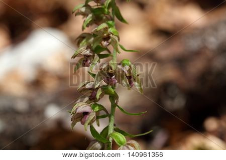 Flowers of a Broad leaved helleborine (Epipactis helleborine) a wild orchid from Europe.