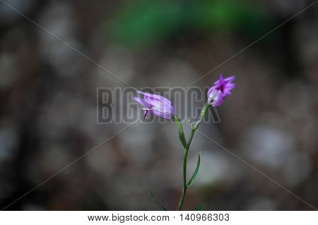 Flower of a Red Helleborine (Cephalanthera rubra) a wild orchid from Europe.