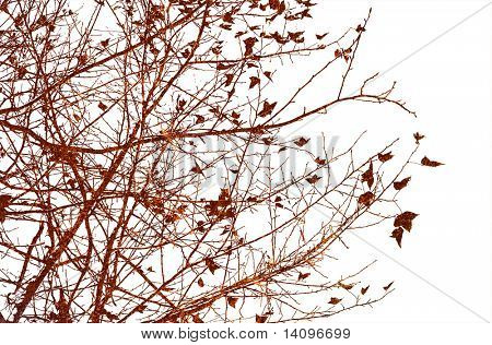 บทคัดย่อพืชพื้นผิวและพื้นหลัง