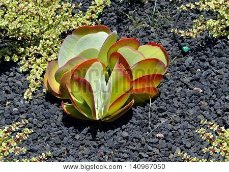 A Money plant Latin name Crassula argentea