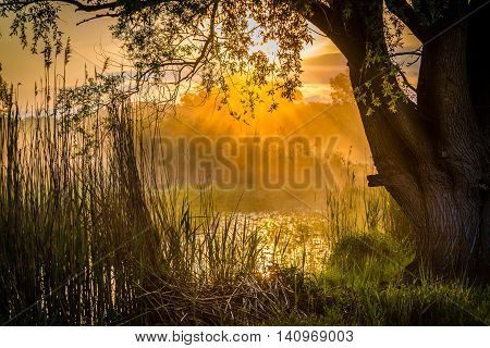 Early Morning At The River Morava
