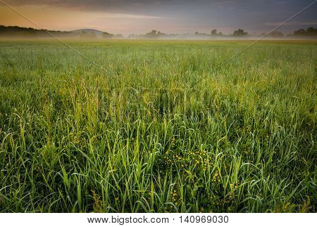 Early Morning On The Meadow At The River Morava