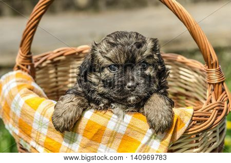 Cute little puppy in the wicker basket