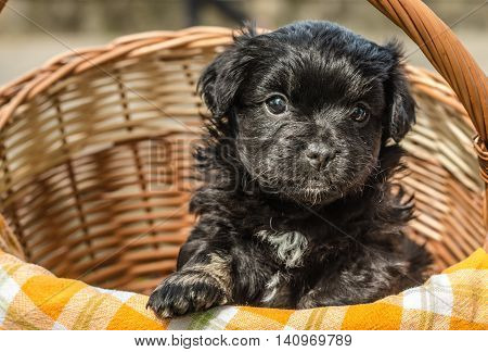 Cute little puppy in the wicker basket