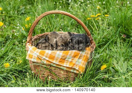 Cute little puppy in the wicker basket