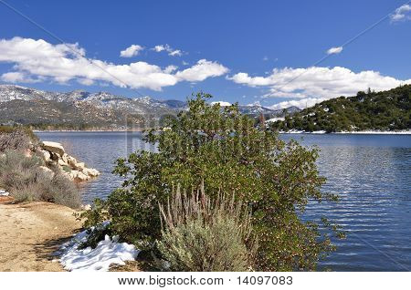 Bush de Lakeshore