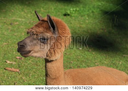 Llamas in Gehege national park in sunny summer morning