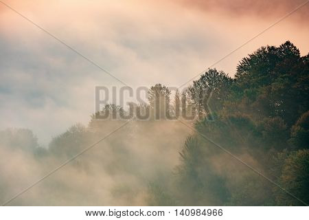 Beautiful Alpine Meadow With Green Grass. Landscape On Wild Transylvania Hills. Holbav. Romania. Low