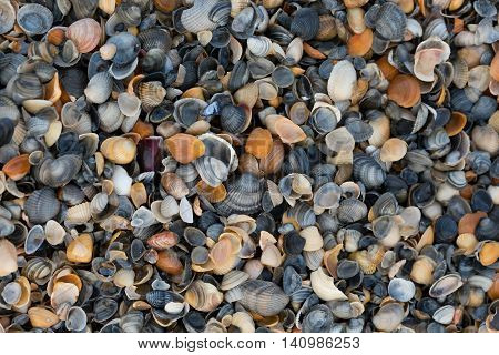 A Wide Variety Of Seashells Display Texture And Color On A Sandy Beach While Photographed In Early M