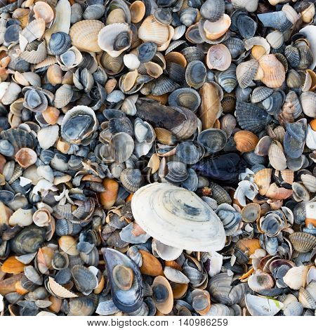 A Wide Variety Of Seashells Display Texture And Color On A Sandy Beach While Photographed In Early M
