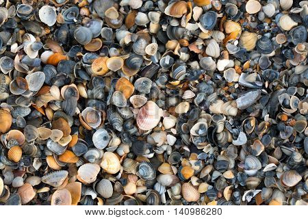 A Wide Variety Of Seashells Display Texture And Color On A Sandy Beach While Photographed In Early M