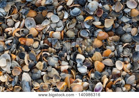 A Wide Variety Of Seashells Display Texture And Color On A Sandy Beach While Photographed In Early M