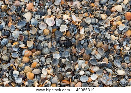 A Wide Variety Of Seashells Display Texture And Color On A Sandy Beach While Photographed In Early M