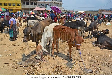QUETZALTENANGO GUATEMALA APRIL 28 2016 : People sale young bulls and veals Quetzaltenango maket. This native market is the most colorful in Central America