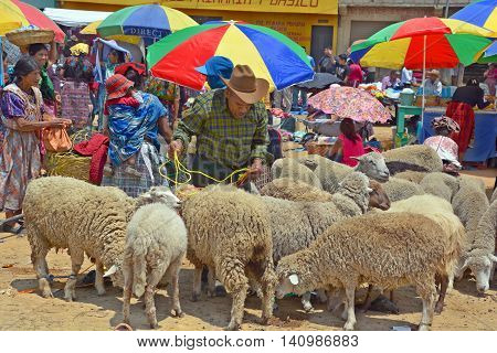 QUETZALTENANGO GUATEMALA APRIL 28 2016 : People sell sheep in Quetzaltenango maket. This native market is the most colorful in Central America