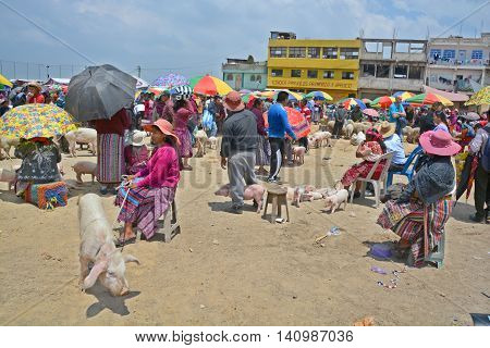 QUETZALTENANGO GUATEMALA APRIL 28 2016 : People sell pigs in Quetzaltenango maket. This native market is the most colorful in Central America