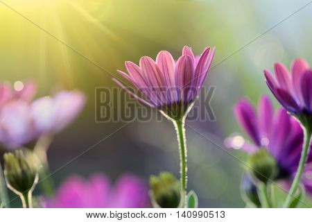 In my garden the sun shines.