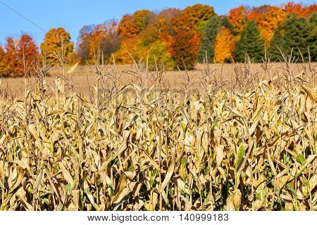 A field of corn ready to harvest standing in-front of beautiful colored fall trees.
