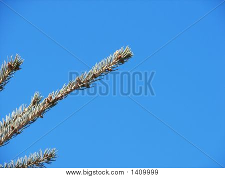 Gren mod en blå himmel