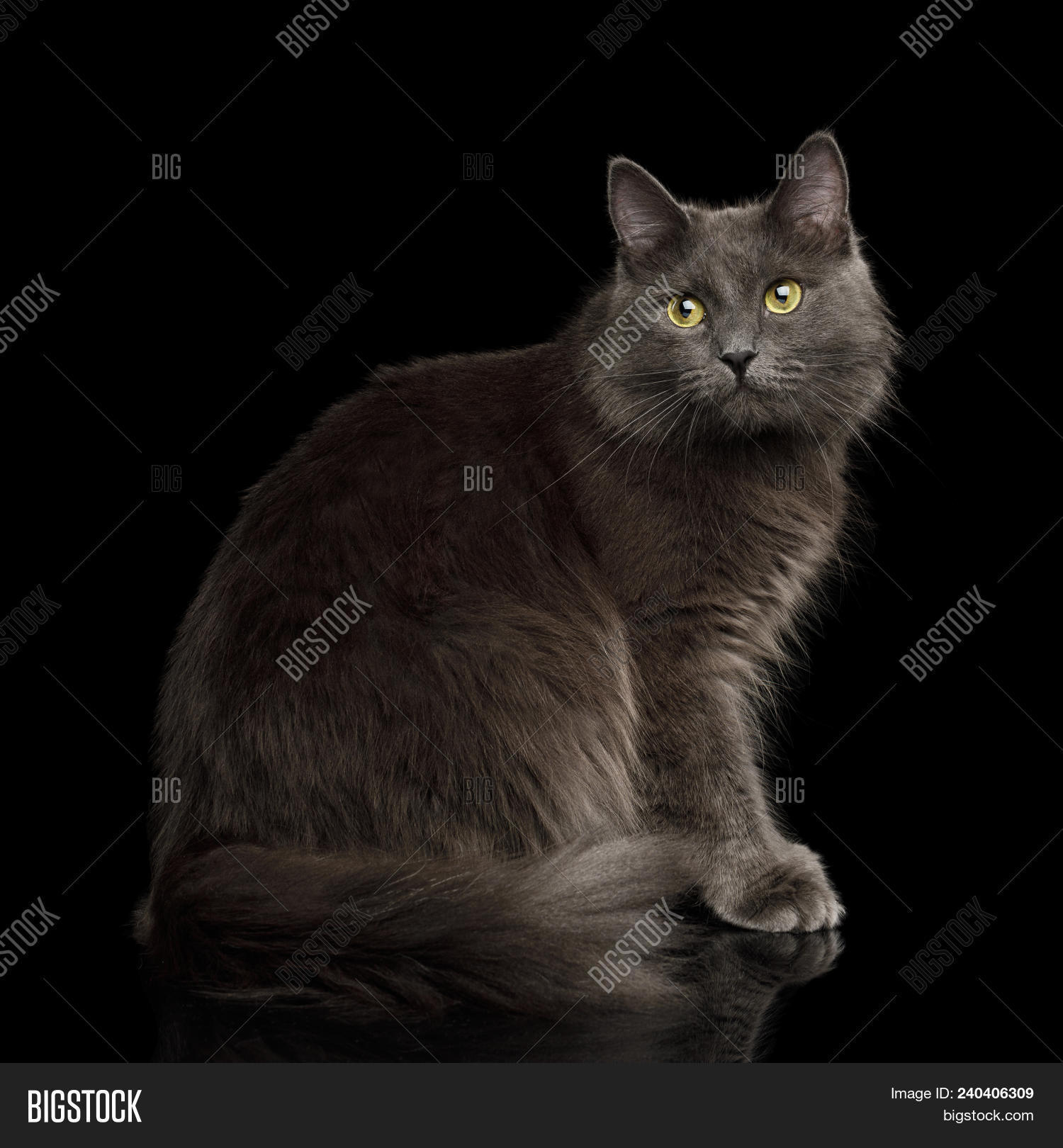 Adorable Grey Mixed- Image & Photo (Free Trial) | Bigstock