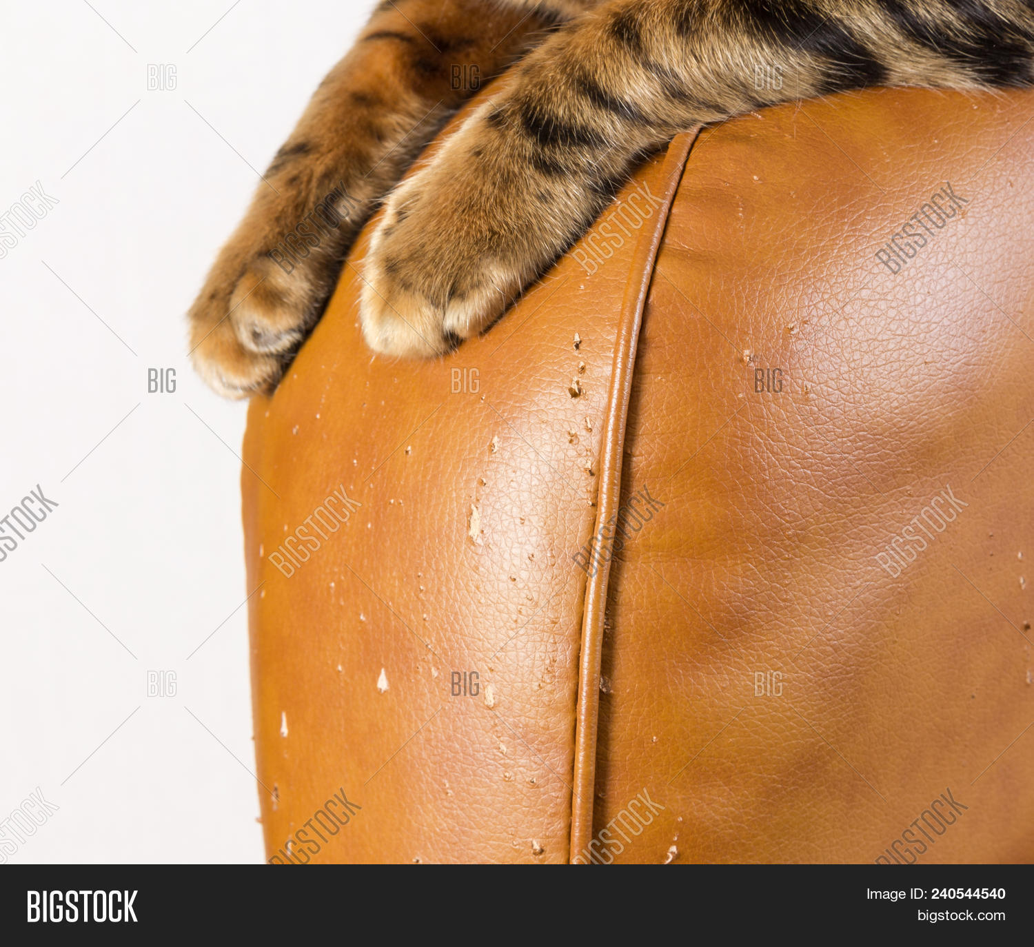 Scratches Cat Claws On Image & Photo (Free Trial) Bigstock