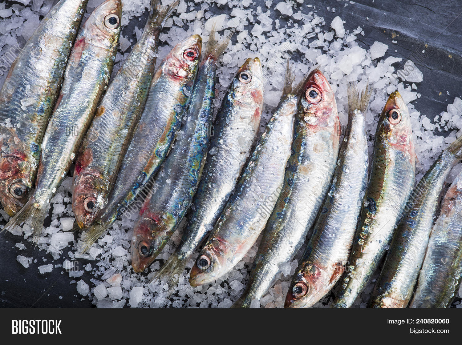 Fresh Sardines On Image & Photo (Free Trial) Bigstock