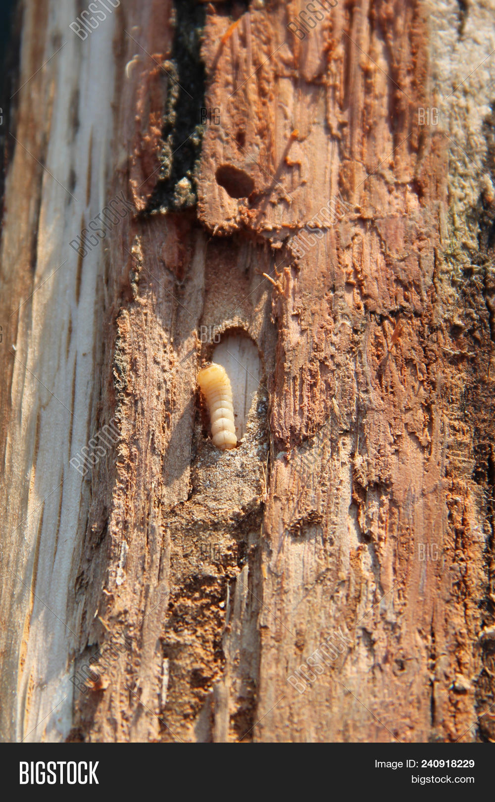 Larva Woodworm Lives Image & Photo (Free Trial) Bigstock