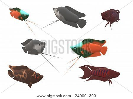 Paradise Gourami Fish, Dwarf Gourami And A Leopard Bush Fish In A 3d Illustration