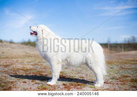 Portrait Of Pregnant Maremma Sheepdog Standing In The Summer Field On A Blue Background. Big White F
