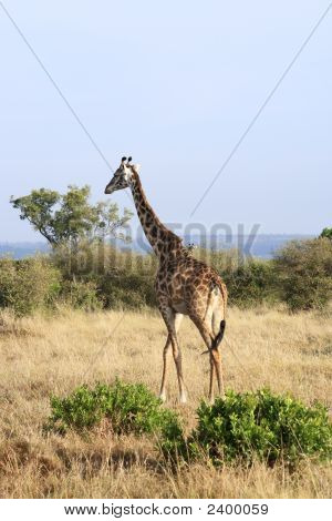 Masai eller Kilimanjaro giraf