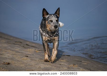 Australian Cattle Dog Runs Along The Coast. Summer Sea Dog Portrait.