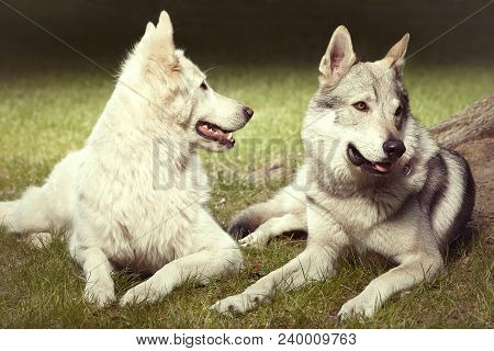 Couple Of Gray Wolfdog And Swiss White Shepheard On Portrait In Spring Park
