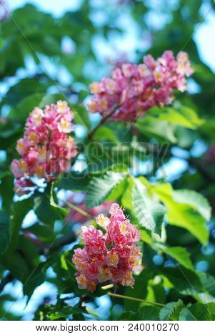 Blooming Chestnut Tree. Pink Blossomed Flowers Of A Chestnut Tree.