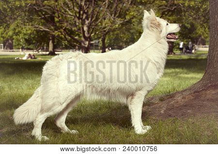 Young Female Of Swiss White Shepheard On Portrait In Spring Park