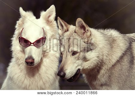 Couple Of Gray Wolfdog And Swiss White Shepheard With Sunglasses In Spring Park