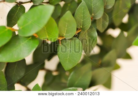 Creeping Fig Or Climbing Fig Or Creeping Rubber Fig