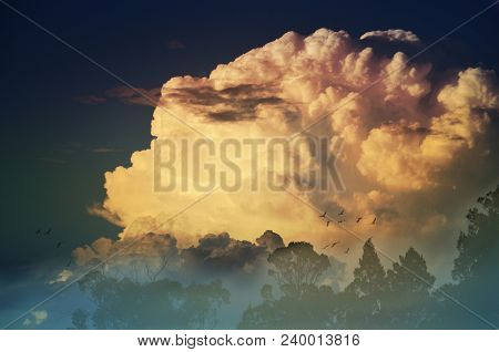 Big Fluffy Cumulus Clouds Above A Misty Forest At Dawn With Birds In Flight. Near Cowra, Nsw, Austra