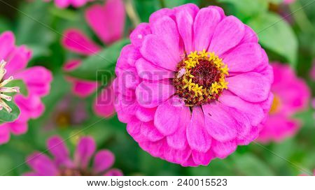 Top View Lilac Zinnia Elegans Jacq Close Up