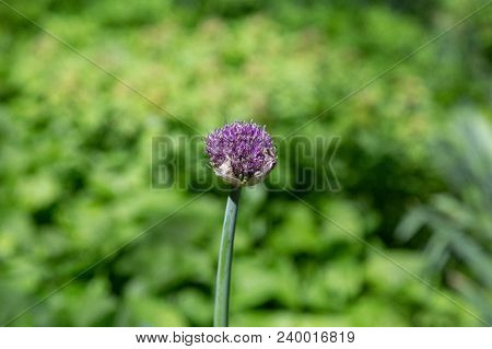 Central Asian Onion Of The Aflatun