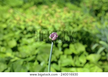 Central Asian Onion Of The Aflatun