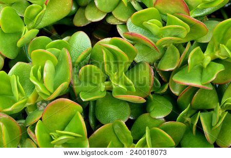 Close Up From A Lot Jade Plant Leaf