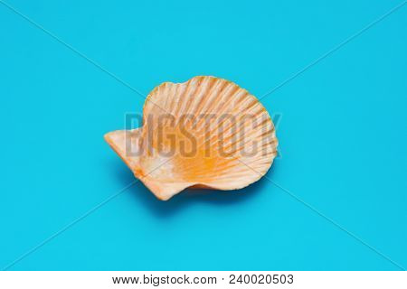 Side View Scallop Shell On A Blue Background