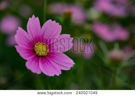 Macro Of Beautiful Daisy Or Cosmos Bipinnata Cav In The Field