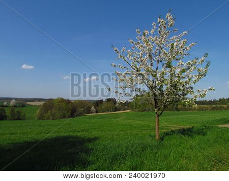 Spring Landscape With A Small Flowering Tree On The Edge Of A Green Meadow, Young Cherry Tree Photo